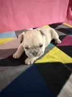 Red collar , a female French Bulldog for sale in San Antonio, TX – 2 of 8