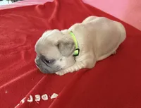 Lime green, a female French Bulldog for sale in San Antonio, TX – 7 of 8