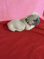 Lime green, a female French Bulldog for sale in San Antonio, TX – 6 of 8