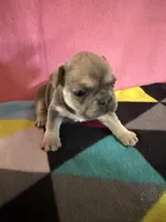 Dr green, a female French Bulldog for sale in San Antonio, TX – 2 of 8