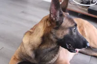 Sadie, a female Belgian Malinois for sale in San Antonio, TX – 4 of 5