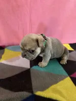 Dr green, a female French Bulldog for sale in San Antonio, TX – 4 of 8