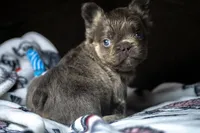 Fluffy, a male French Bulldog for sale in San Antonio, TX – 2 of 3