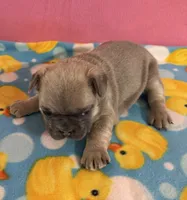 Orange collar, a female French Bulldog for sale in San Antonio, TX – 6 of 8