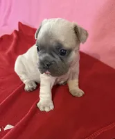 Lime green, a female French Bulldog for sale in San Antonio, TX – 1 of 8