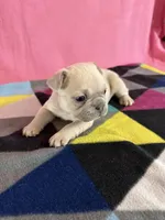 Red collar , a female French Bulldog for sale in San Antonio, TX – 8 of 8
