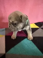 Dr green, a female French Bulldog for sale in San Antonio, TX – 3 of 8