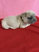 Lime green, a female French Bulldog for sale in San Antonio, TX – 8 of 8