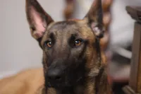 Sadie, a female Belgian Malinois for sale in San Antonio, TX – 2 of 5