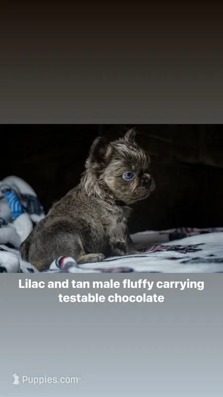 Fluffy – French Bulldog puppy for sale in San Antonio, TX