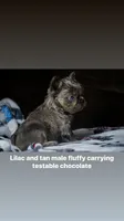 Fluffy, a male French Bulldog for sale in San Antonio, TX – 1 of 3