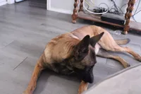 Sadie, a female Belgian Malinois for sale in San Antonio, TX – 3 of 5