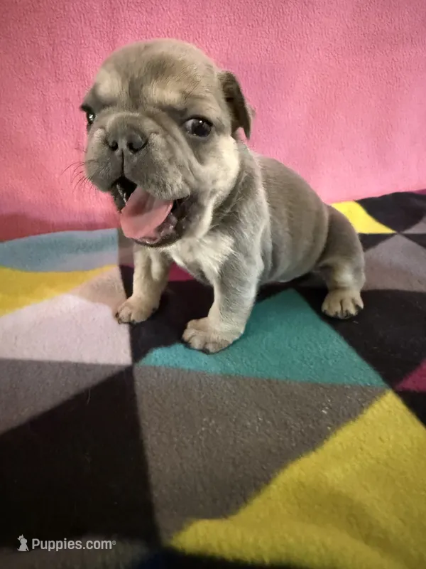 Dr green – French Bulldog puppy for sale in San Antonio, TX