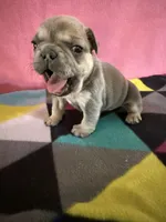 Dr green, a female French Bulldog for sale in San Antonio, TX – 1 of 8