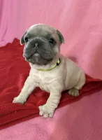 Lime green, a female French Bulldog for sale in San Antonio, TX – 4 of 8