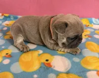 Orange collar, a female French Bulldog for sale in San Antonio, TX – 8 of 8