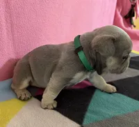 Dr green, a female French Bulldog for sale in San Antonio, TX – 7 of 8