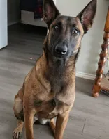 Sadie, a female Belgian Malinois for sale in San Antonio, TX – 5 of 5