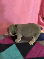 Dr green, a female French Bulldog for sale in San Antonio, TX – 8 of 8