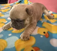 Orange collar, a female French Bulldog for sale in San Antonio, TX – 4 of 8