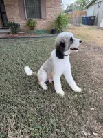 processed/8268447b-bff5-4373-b26e-732c5528568c/listing/da089ea2-b0bb-413b-9ca0-c808644a3581/b324b71b-52ef-4d4b-8900-4e11856980d9