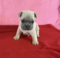 Lime green, a female French Bulldog for sale in San Antonio, TX – 3 of 8