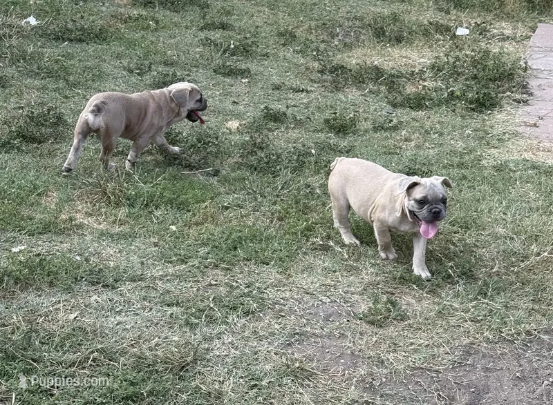 Orange collar – French Bulldog puppy for sale in San Antonio, TX