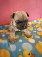 Orange collar, a female French Bulldog for sale in San Antonio, TX – 5 of 8