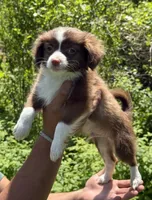 Chuck , a male Maltipoo and Toy Australian Shepherd for sale in Agawam, MA – 1 of 1