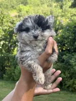 Biscuit, a male Aussiedoodle for sale in Agawam, MA – 3 of 3