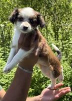 Trixie , a female Maltipoo and Toy Australian Shepherd for sale in Agawam, MA – 1 of 1