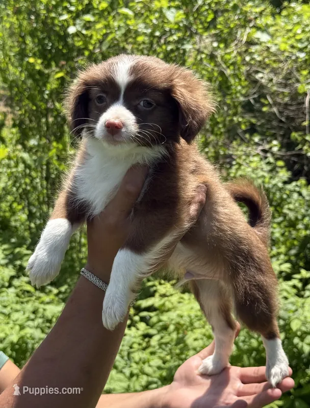 Oliver – Toy Australian Shepherd puppy for sale in Agawam, MA