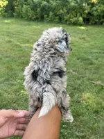 Biscuit, a male Aussiedoodle for sale in Agawam, MA – 2 of 3