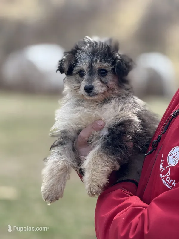 Hazel – Aussiedoodle puppy for sale in Agawam, MA