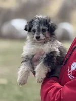 Hazel, a female Aussiedoodle for sale in Agawam, MA – 1 of 1