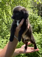 Spot , a male Toy Australian Shepherd for sale in Agawam, MA – 1 of 2