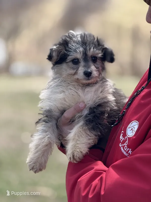 Hazel – Aussiedoodle puppy for sale in Agawam, MA