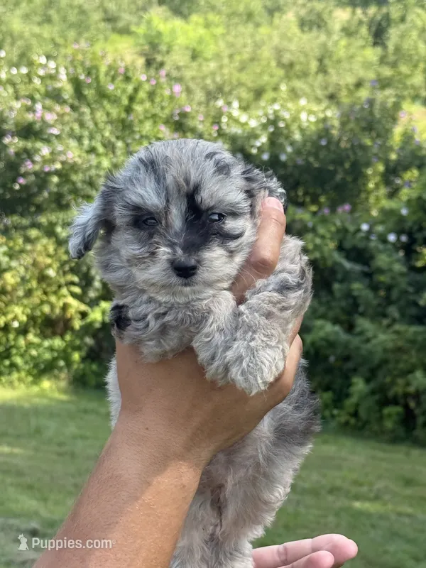 Buttons – Aussiedoodle puppy for sale in Agawam, MA