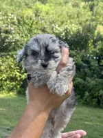 Buttons, a female Aussiedoodle for sale in Agawam, MA – 1 of 2