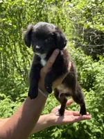 Ace, a male Maltipoo and Toy Australian Shepherd for sale in Agawam, MA – 1 of 1