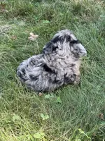 Buttons, a female Aussiedoodle for sale in Agawam, MA – 2 of 2