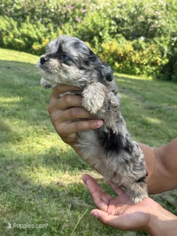 Biscuit – Aussiedoodle puppy for sale in Agawam, MA
