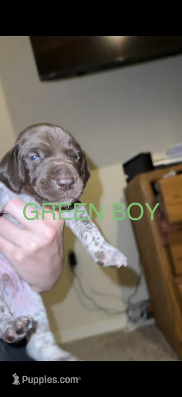 Green boy – German Shorthaired Pointer puppy for sale in Prescott, AZ