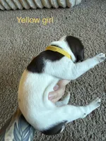 Yellow girl , a female German Shorthaired Pointer for sale in Prescott, AZ – Photo 2 of 2