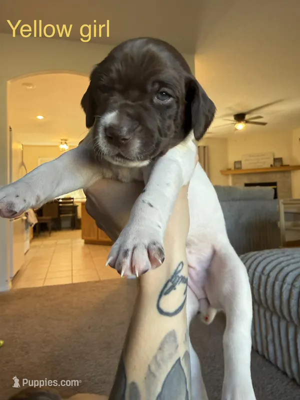 Yellow girl  – German Shorthaired Pointer puppy for sale in Prescott, AZ