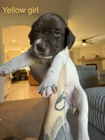 Yellow girl , a female German Shorthaired Pointer for sale in Prescott, AZ – Photo 1 of 2
