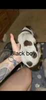 Black boy , a male German Shorthaired Pointer for sale in Prescott, AZ – Photo 2 of 2