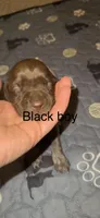 Black boy , a male German Shorthaired Pointer for sale in Prescott, AZ – Photo 1 of 2