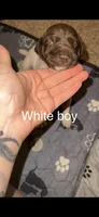 White boy, a male German Shorthaired Pointer for sale in Prescott, AZ – Photo 1 of 2