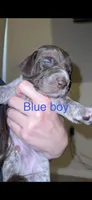 Blue boy, a male German Shorthaired Pointer for sale in Prescott, AZ – Photo 2 of 2